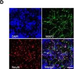 Rabbit IgG (H+L) Highly Cross-Adsorbed Secondary Antibody in Immunocytochemistry (ICC/IF)