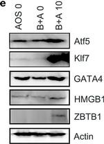 Rabbit IgG (H+L) Secondary Antibody in Western Blot (WB)