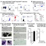 ROR gamma (t) Antibody in Flow Cytometry (Flow)