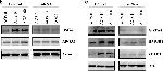 Rabbit IgG (H+L) Secondary Antibody in Western Blot (WB)