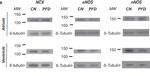 Mouse IgG (H+L) Cross-Adsorbed Secondary Antibody in Western Blot (WB)