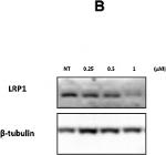 Mouse IgG (H+L) Cross-Adsorbed Secondary Antibody in Western Blot (WB)