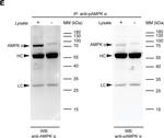 Rabbit IgG (H+L) Cross-Adsorbed Secondary Antibody in Western Blot (WB)