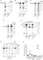 Rabbit IgG (H+L) Cross-Adsorbed Secondary Antibody in Western Blot (WB)