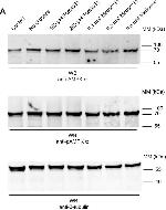 Rabbit IgG (H+L) Cross-Adsorbed Secondary Antibody in Western Blot (WB)