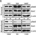 Rabbit IgG (H+L) Cross-Adsorbed Secondary Antibody in Western Blot (WB)