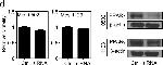 Rabbit IgG (H+L) Cross-Adsorbed Secondary Antibody in Western Blot (WB)