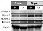 Rabbit IgG (H+L) Cross-Adsorbed Secondary Antibody in Western Blot (WB)