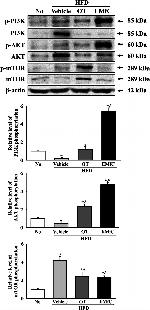 Rabbit IgG (H+L) Cross-Adsorbed Secondary Antibody in Western Blot (WB)