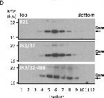 Rabbit IgG (H+L) Cross-Adsorbed Secondary Antibody in Western Blot (WB)