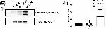 Mouse IgG (H+L) Secondary Antibody in Western Blot (WB)