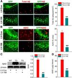 beta Amyloid (1-42) Antibody in Western Blot, Immunocytochemistry, Immunohistochemistry - Free Floating (WB, ICC/IF, IHC (Free))