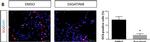 Mouse IgG (H+L) Secondary Antibody in Immunocytochemistry (ICC/IF)