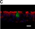 Mouse IgG (H+L) Secondary Antibody in Immunohistochemistry (IHC)