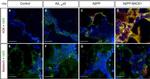 Mouse IgG (H+L) Cross-Adsorbed Secondary Antibody in Immunohistochemistry (PFA fixed) (IHC (PFA))