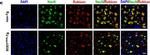 Rabbit IgG (Heavy chain) Secondary Antibody in Immunocytochemistry (ICC/IF)