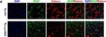 Rabbit IgG (Heavy chain) Secondary Antibody in Immunocytochemistry (ICC/IF)