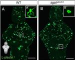 Rabbit IgG (Heavy chain) Secondary Antibody in Immunohistochemistry (IHC)