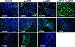 Rat IgG (H+L) Secondary Antibody in Immunohistochemistry (Frozen) (IHC (F))