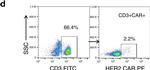 Human IgG Fc Secondary Antibody in Flow Cytometry (Flow)