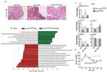 CD11c Antibody in Flow Cytometry (Flow)