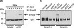 Rabbit IgG Isotype Control in Western Blot (WB)