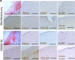 Rabbit IgG Isotype Control in Immunohistochemistry (IHC)