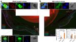 Mouse IgG (H+L) Highly Cross-Adsorbed Secondary Antibody in Immunohistochemistry (Frozen) (IHC (F))