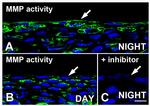 MMP2 Antibody