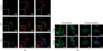 Rabbit IgG (H+L) Highly Cross-Adsorbed Secondary Antibody in Immunocytochemistry (ICC/IF)