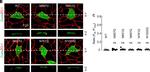 Rabbit IgG (H+L) Highly Cross-Adsorbed Secondary Antibody in Immunohistochemistry (Paraffin) (IHC (P))