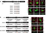 Rabbit IgG (H+L) Highly Cross-Adsorbed Secondary Antibody in Immunohistochemistry (Paraffin) (IHC (P))