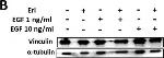 Mouse IgG (H+L) Secondary Antibody in Western Blot (WB)