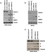 Mouse IgG (H+L) Secondary Antibody in Western Blot (WB)