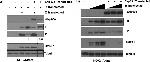 Mouse IgG (H+L) Secondary Antibody in Western Blot (WB)