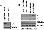 Mouse IgG (H+L) Secondary Antibody in Western Blot (WB)