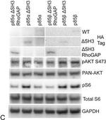 Rabbit IgG (H+L) Cross-Adsorbed Secondary Antibody in Western Blot (WB)