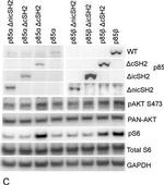 Rabbit IgG (H+L) Cross-Adsorbed Secondary Antibody in Western Blot (WB)