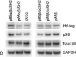 Rabbit IgG (H+L) Cross-Adsorbed Secondary Antibody in Western Blot (WB)