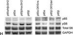 Rabbit IgG (H+L) Cross-Adsorbed Secondary Antibody in Western Blot (WB)