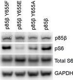 Rabbit IgG (H+L) Cross-Adsorbed Secondary Antibody in Western Blot (WB)