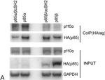 Rabbit IgG (H+L) Cross-Adsorbed Secondary Antibody in Western Blot (WB)