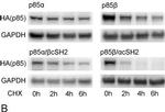 Rabbit IgG (H+L) Cross-Adsorbed Secondary Antibody in Western Blot (WB)