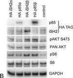 Rabbit IgG (H+L) Cross-Adsorbed Secondary Antibody in Western Blot (WB)