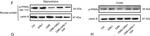 Rabbit IgG (H+L) Secondary Antibody in Western Blot (WB)