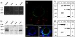 Calcium Sensing Receptor Antibody in Western Blot, Immunohistochemistry (WB, IHC)