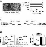 CD31 Antibody in Flow Cytometry (Flow)