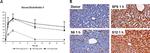 Endothelin 1 Antibody in Immunohistochemistry (IHC)