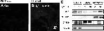 TXNIP Antibody in Western Blot, Immunocytochemistry (WB, ICC/IF)