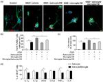 GFAP Antibody in Flow Cytometry (Flow)